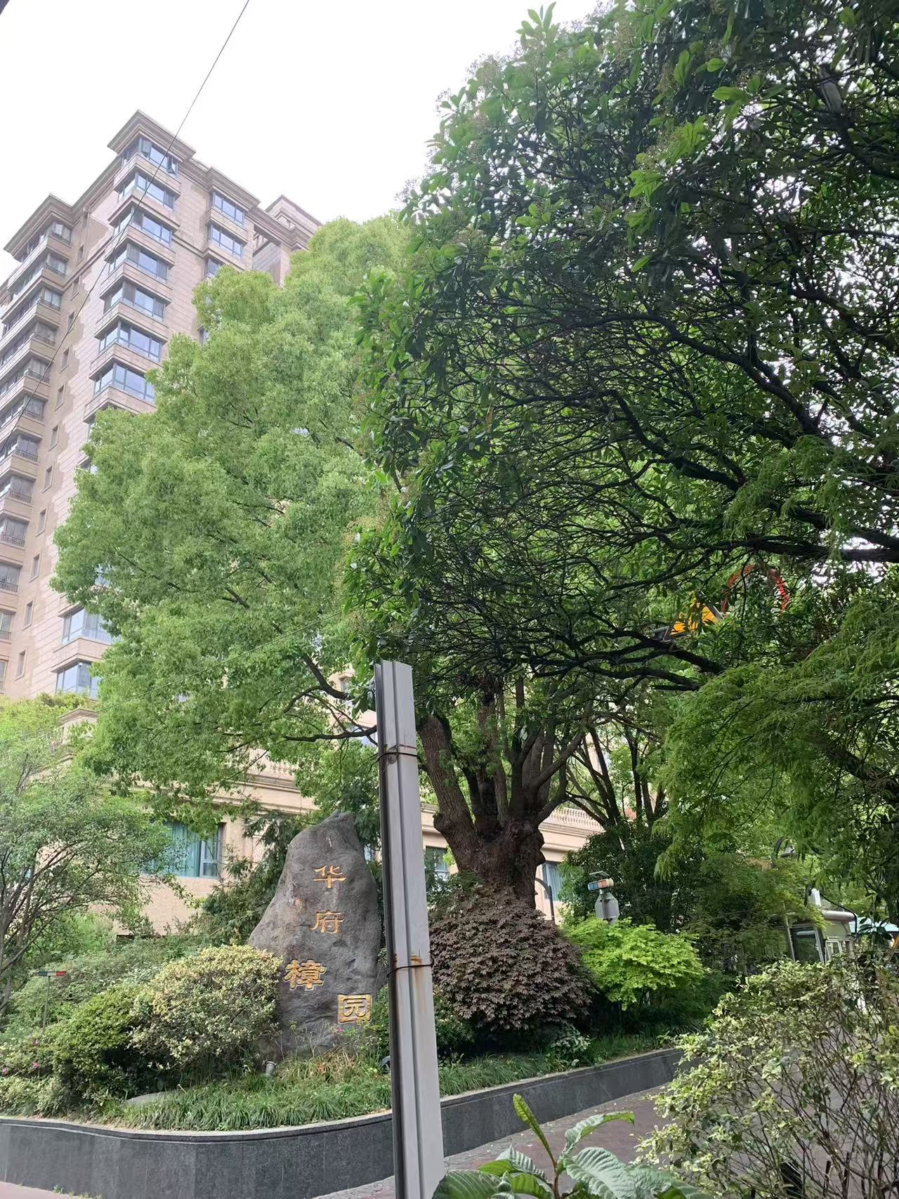 華府樟園
